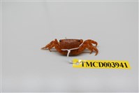 藏品(方形大額蟹)的圖片